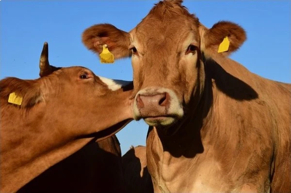 Margo Hocquet - Prestations - Ostéopathie bovine