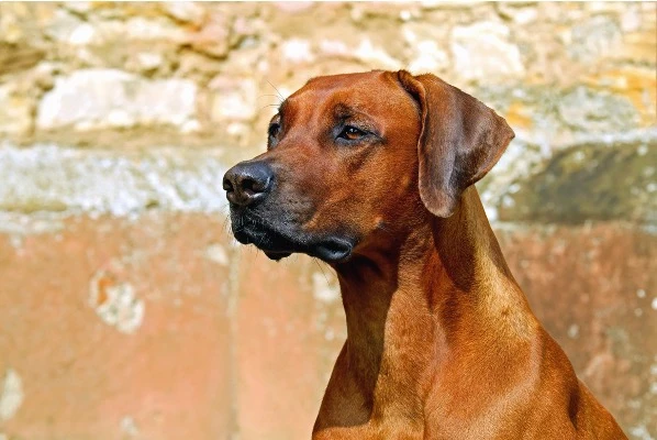 Margo Hocquet - Prestations - Ostéopathie canine