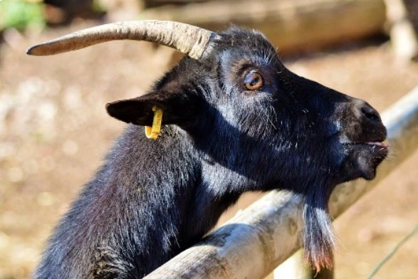 Margo Hocquet - Prestations - Ostéopathie ovine